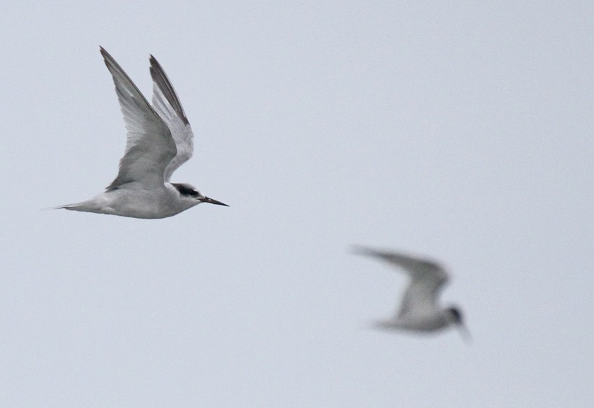 Peruvian Tern - Roger Ahlman