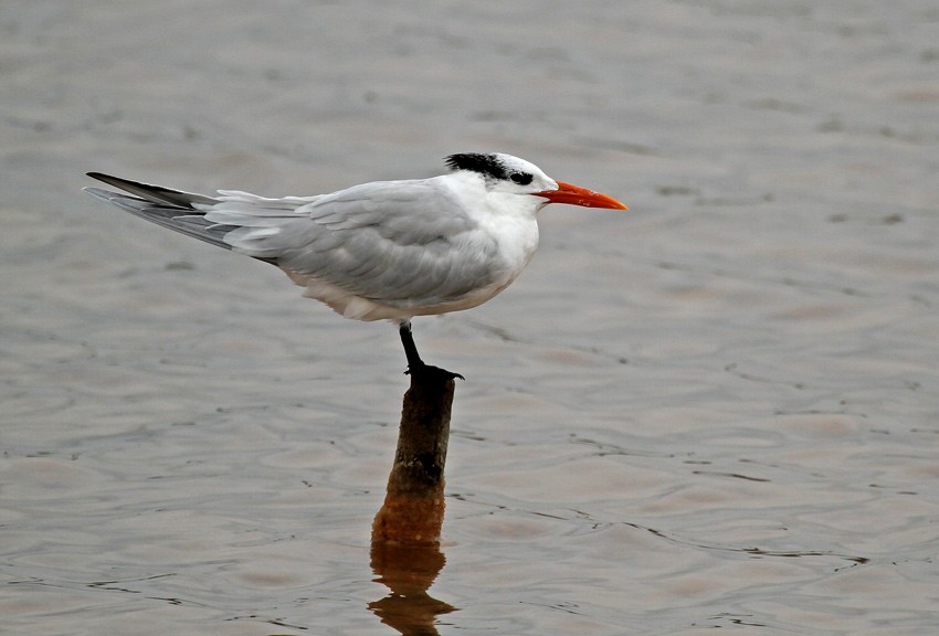 Royal Tern - Roger Ahlman