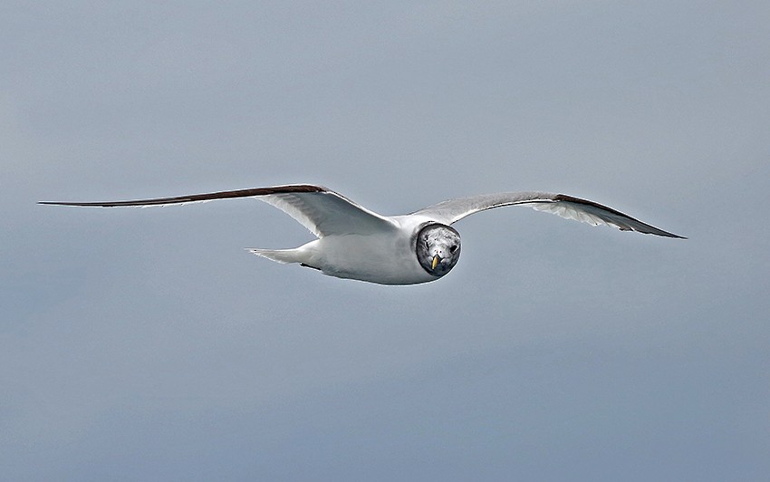 Sabine's Gull - Roger Ahlman