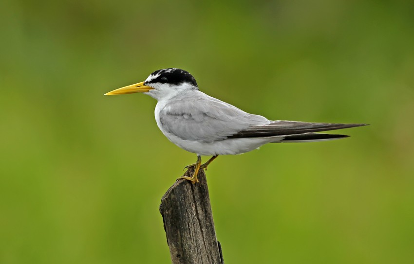 Yellow-billed Tern - ML205008231