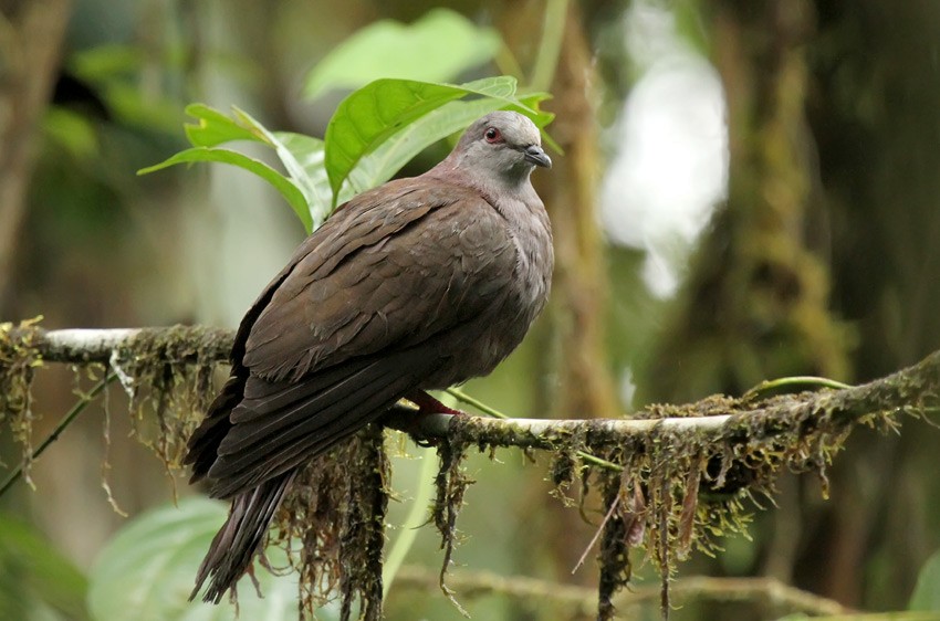 Dusky Pigeon - ML205008301