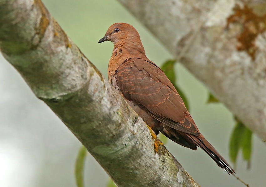 Ruddy Pigeon (Berlepsch's) - Roger Ahlman