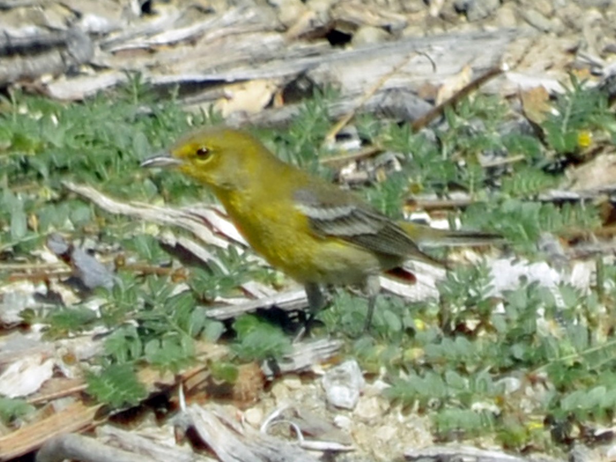 Pine Warbler - ML20500871