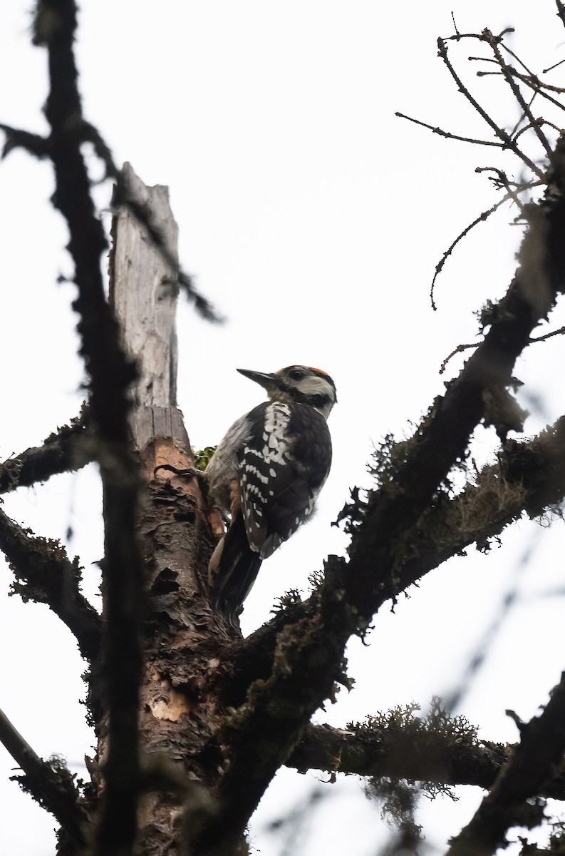 Great Spotted Woodpecker (Great Spotted) - ML205010371