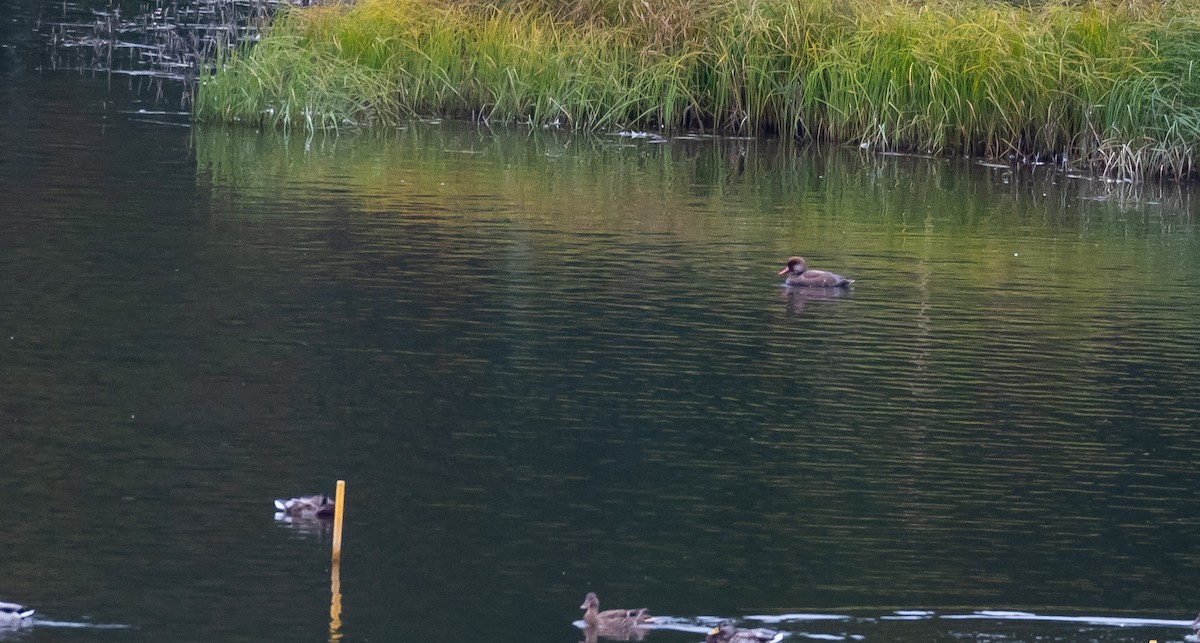 Red-crested Pochard - ML205010641