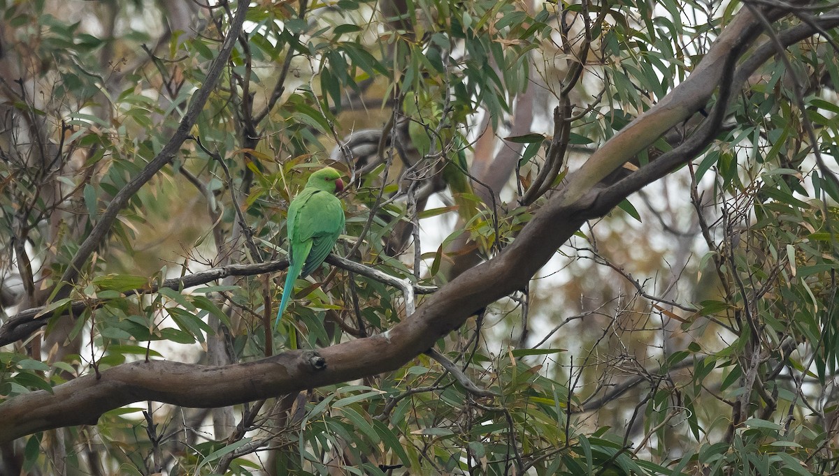 Rose-ringed Parakeet - ML205010821