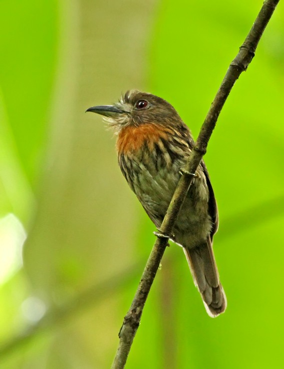 White-whiskered Puffbird - ML205010901