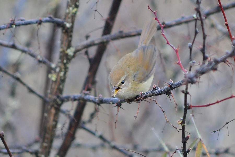 Hume's Bush Warbler - ML205010961