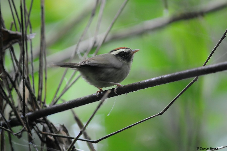 Pirre Warbler - ML205011011