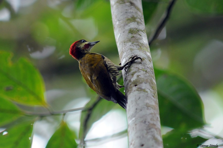 Stripe-cheeked Woodpecker - ML205011031