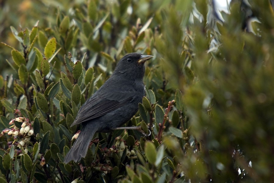 Peg-billed Finch - ML205011051