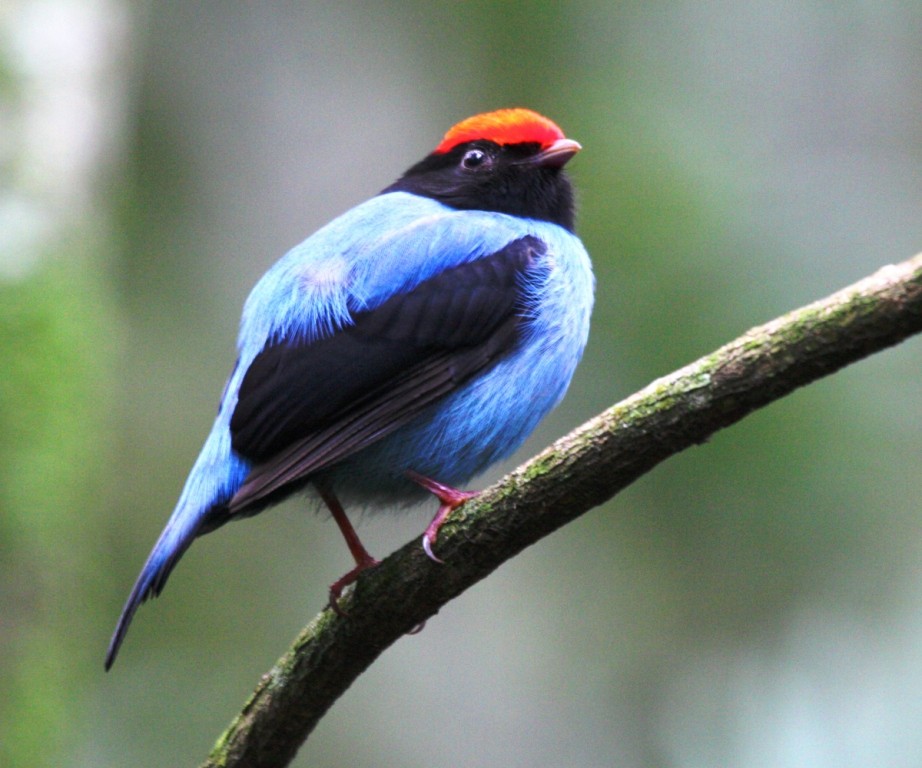 Swallow-tailed Manakin - ML205011111