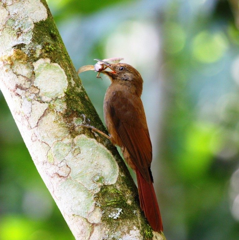 Plain-winged Woodcreeper (Plain-winged) - ML205011121