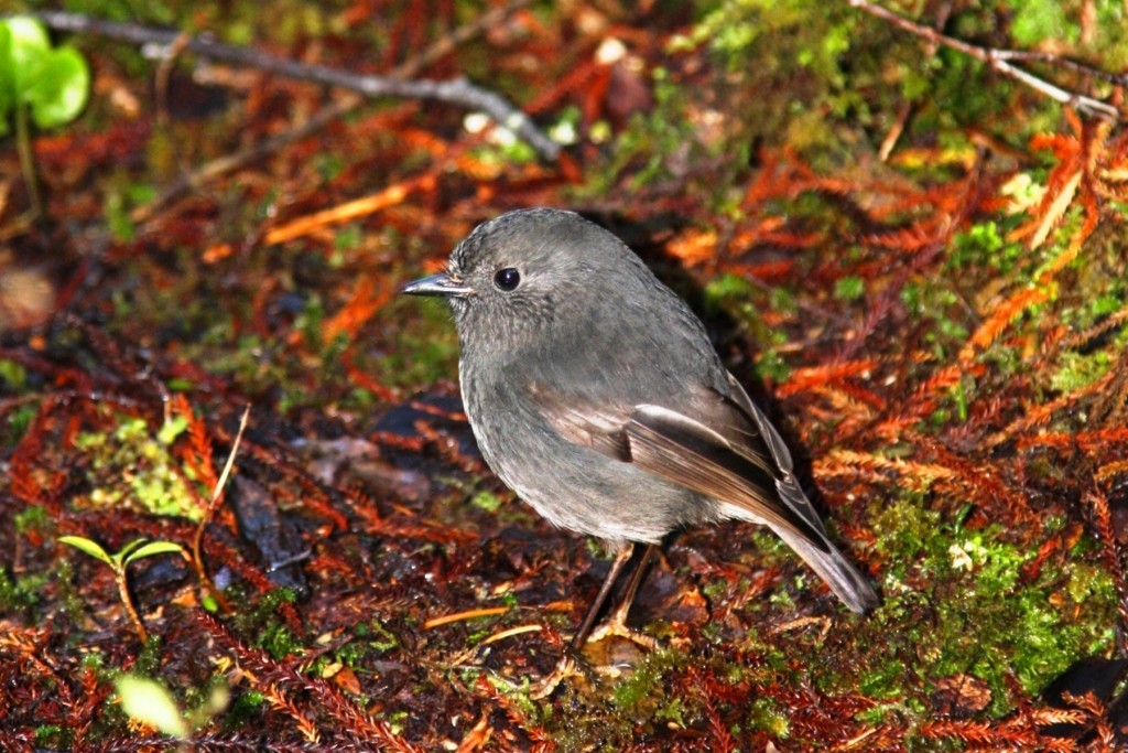 South Island Robin - ML205011131