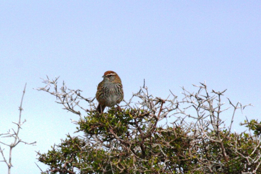 Yeni Zelanda Eğrelti Bülbülü [punctatus grubu] - ML205011141