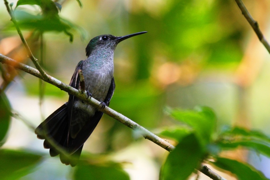 Colibri vert et gris - ML205011151