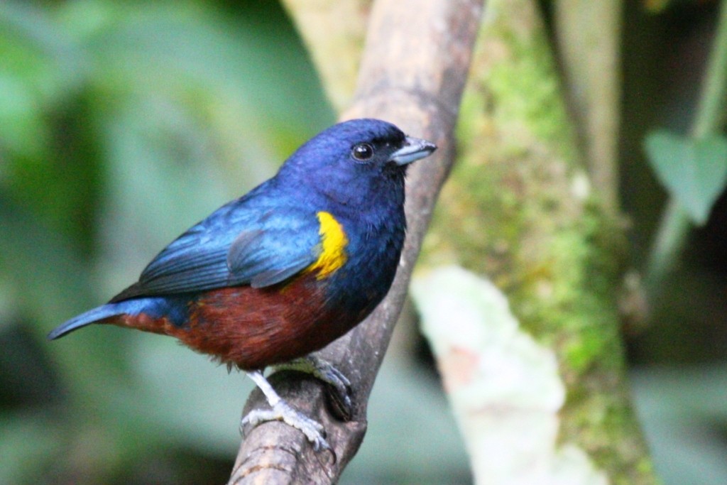 Chestnut-bellied Euphonia - ML205011161