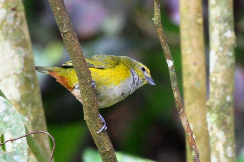 Chestnut-bellied Euphonia - ML205011171