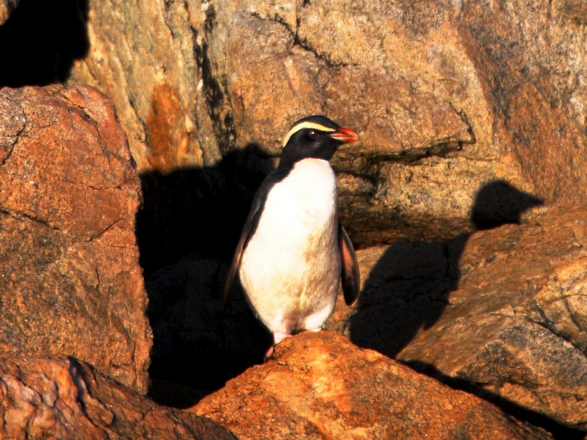 Толстоклювый пингвин - ML205011181