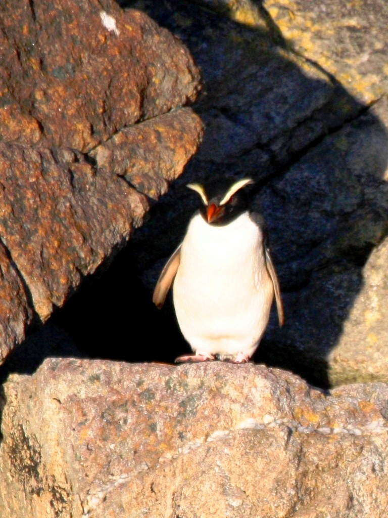 Толстоклювый пингвин - ML205011191