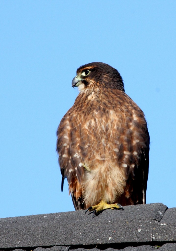 New Zealand Falcon - ML205011211