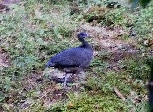 Black Tinamou - Dušan Brinkhuizen