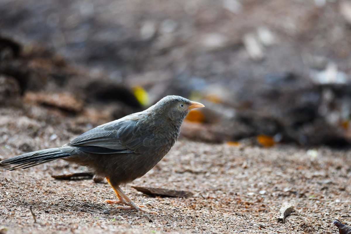 Yellow-billed Babbler - ML205011481