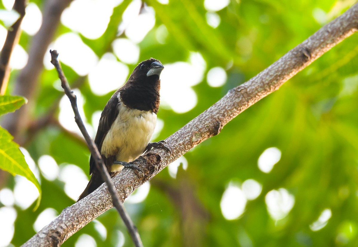 White-rumped Munia - ML205011811