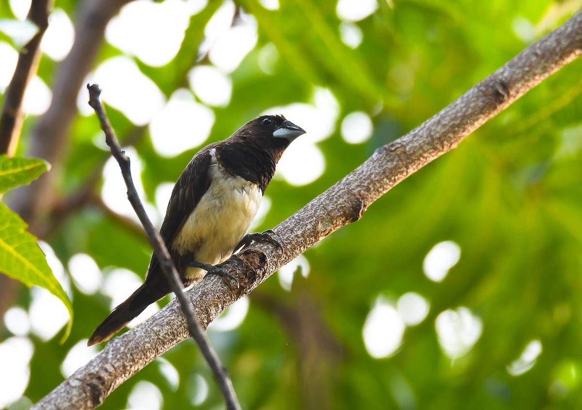 White-rumped Munia - ML205011821