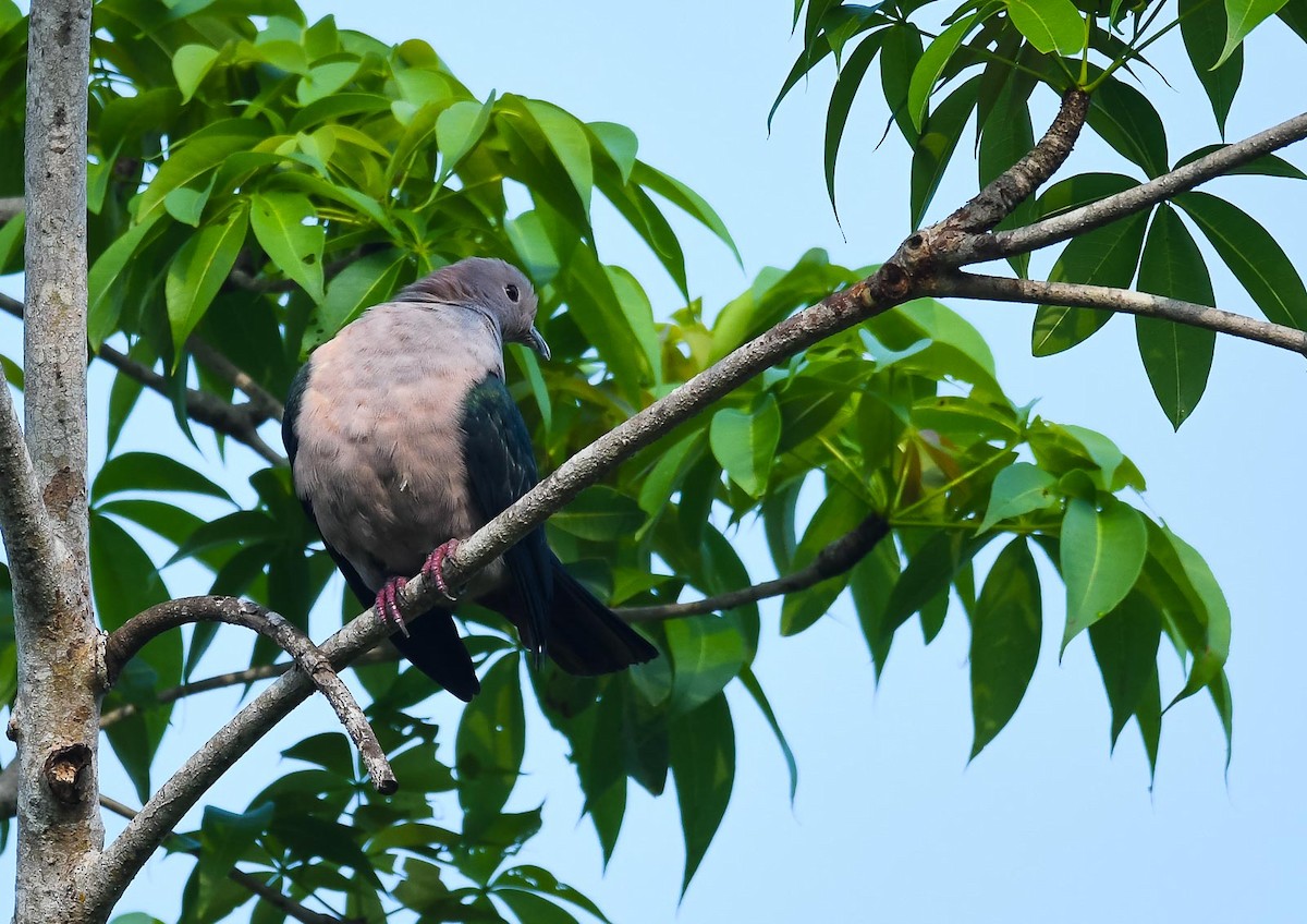 Green Imperial-Pigeon (Green) - Éric Francois Roualet