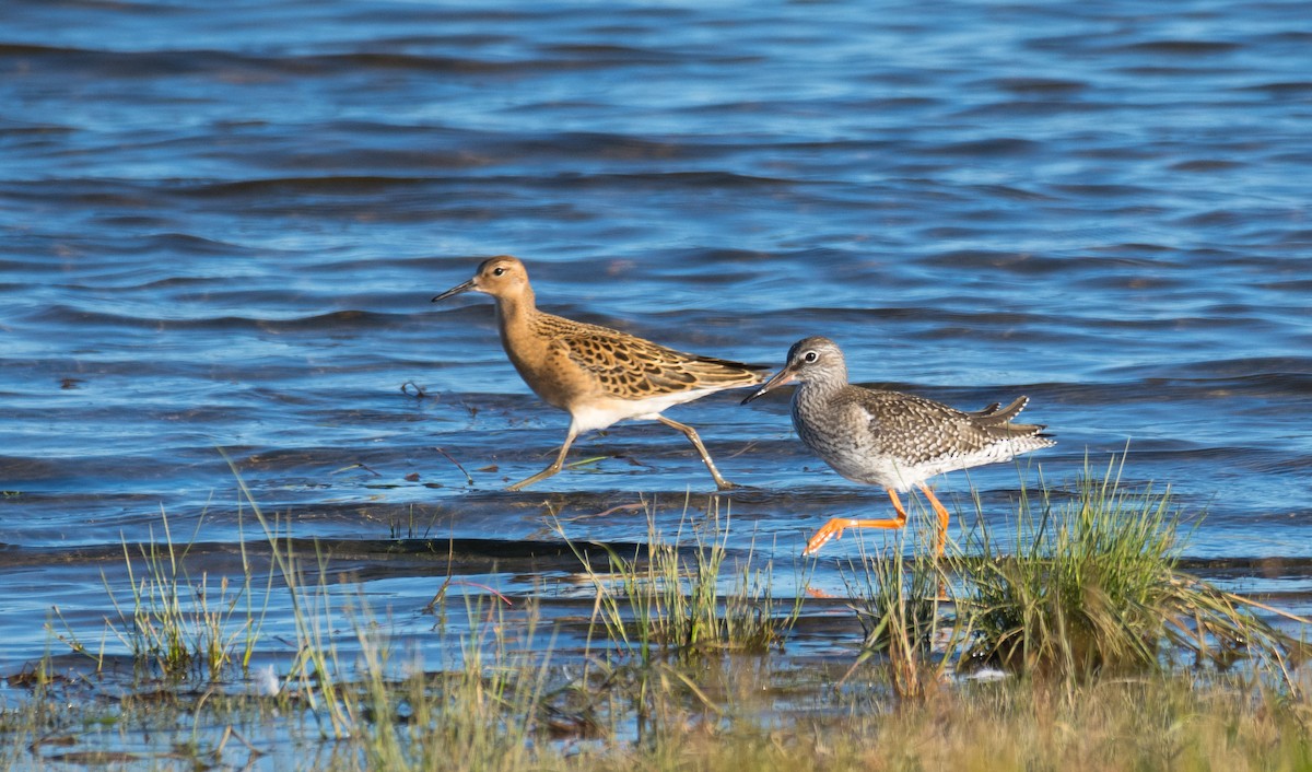 Common Redshank - ML205012211