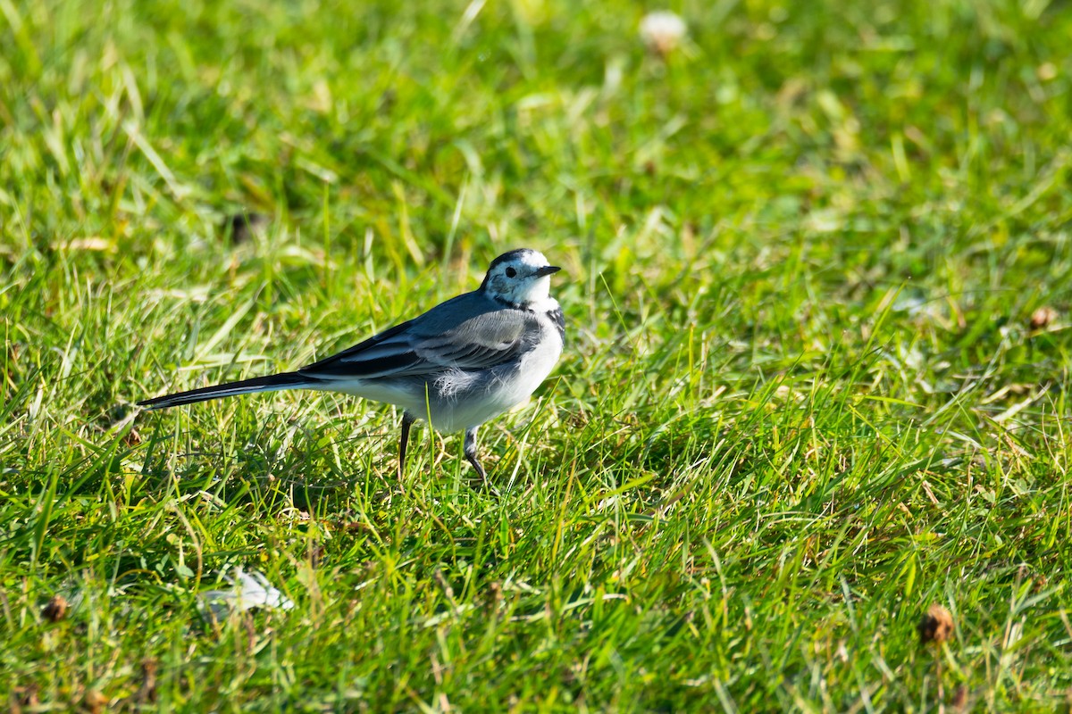 White Wagtail (White-faced) - Eric Francois Roualet