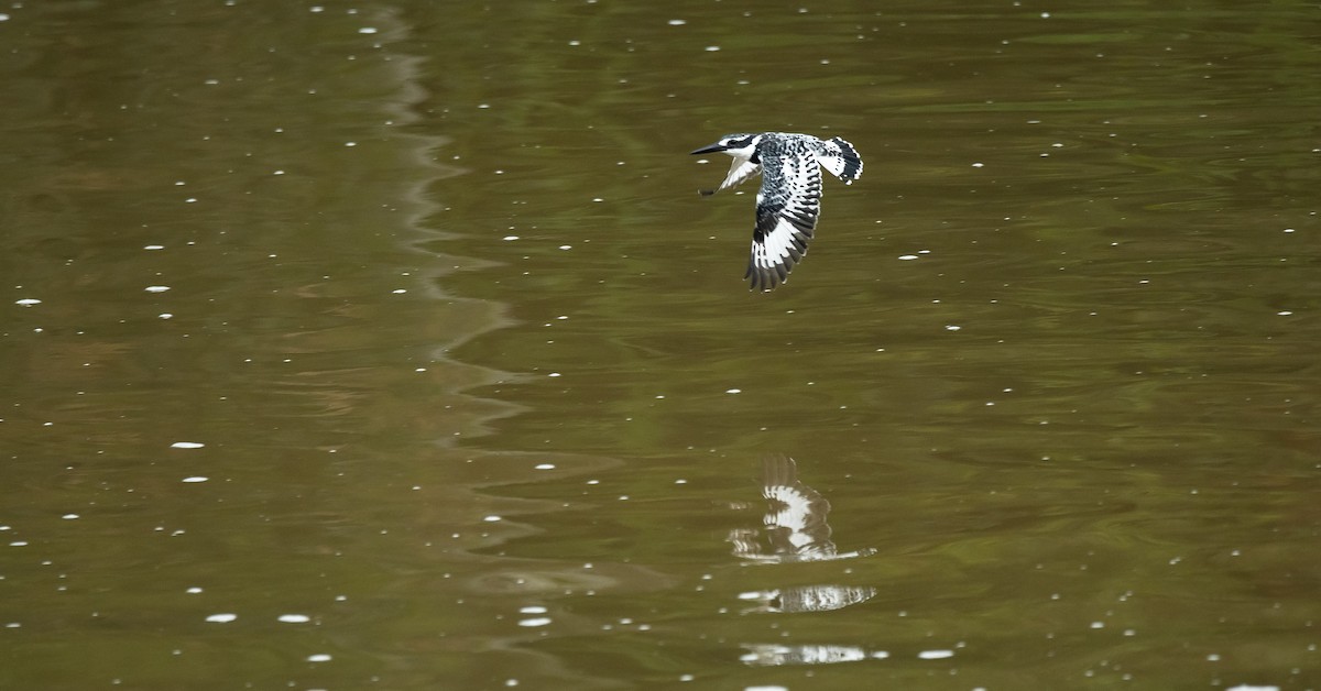 Pied Kingfisher - ML205012981