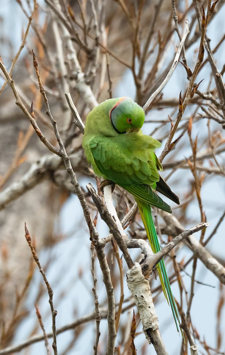 Rose-ringed Parakeet - ML205013001