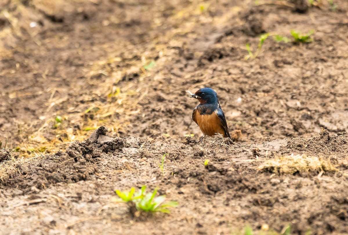 Barn Swallow (Levant) - Éric Francois Roualet