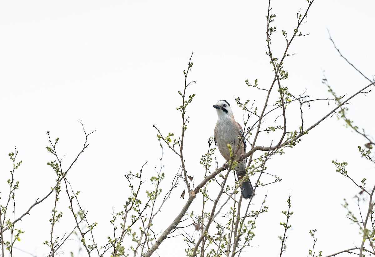 Eurasian Jay (Black-capped) - ML205013271