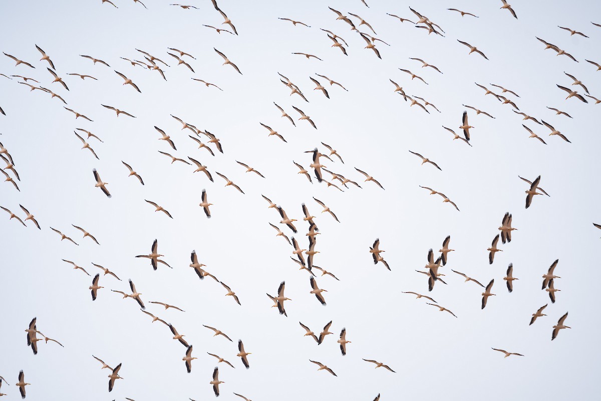 Great White Pelican - ML205013551