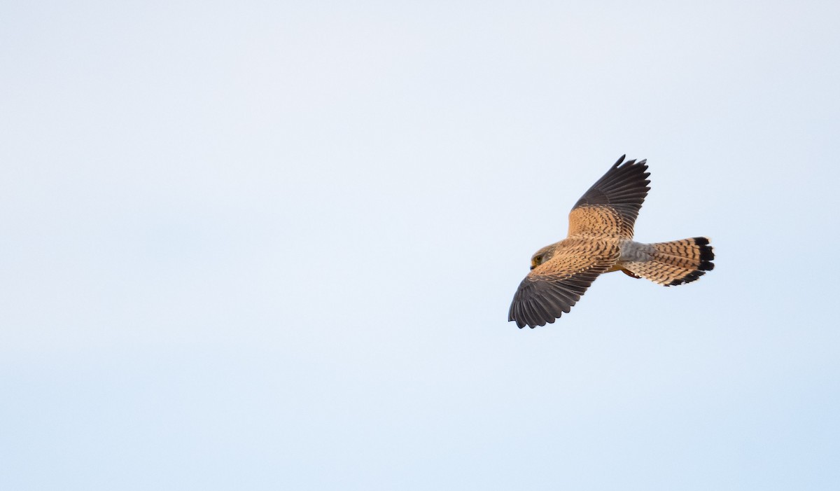 Lesser Kestrel - ML205013601