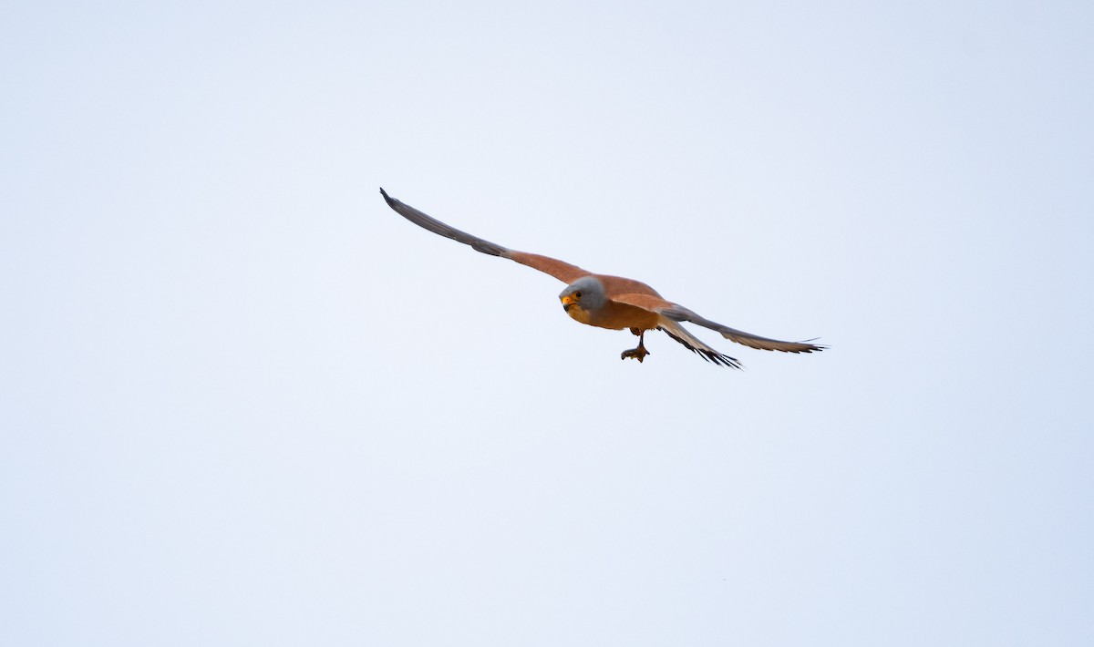 Lesser Kestrel - Eric Francois Roualet