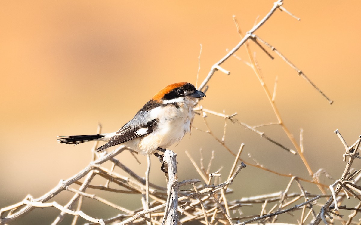 Woodchat Shrike (Caucasian) - ML205013671