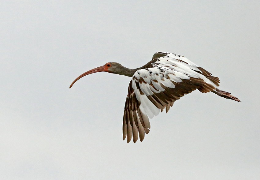 White Ibis - ML205013701