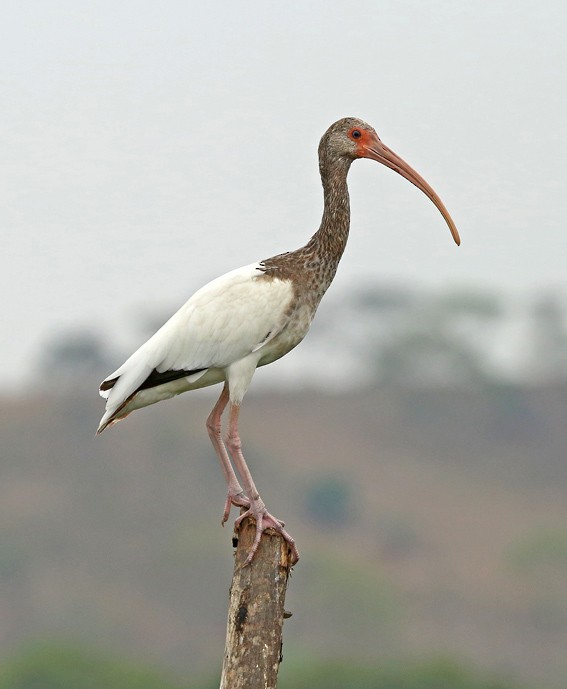 ibis bílý - ML205013711