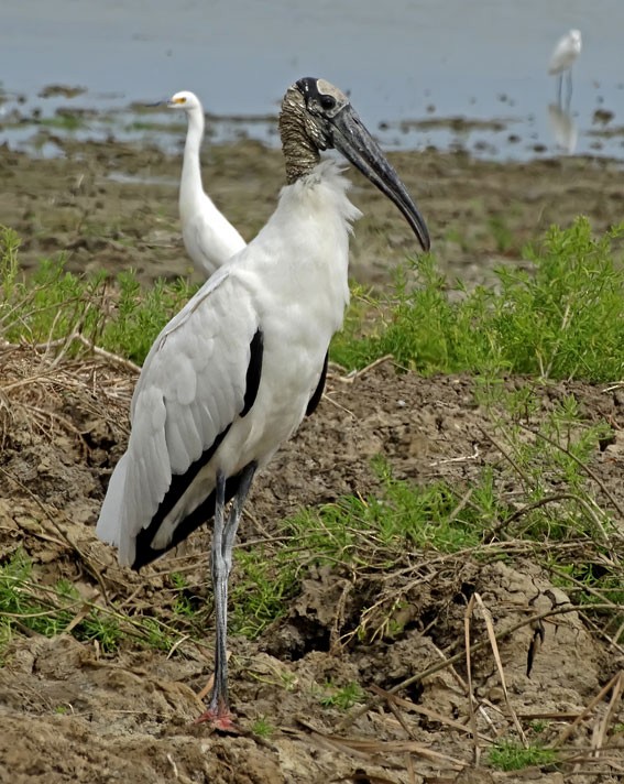 Wood Stork - ML205013731