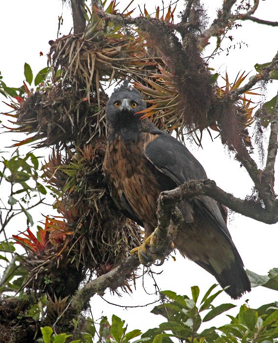 Black-and-chestnut Eagle - ML205013881