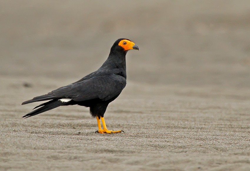 Black Caracara - ML205013931