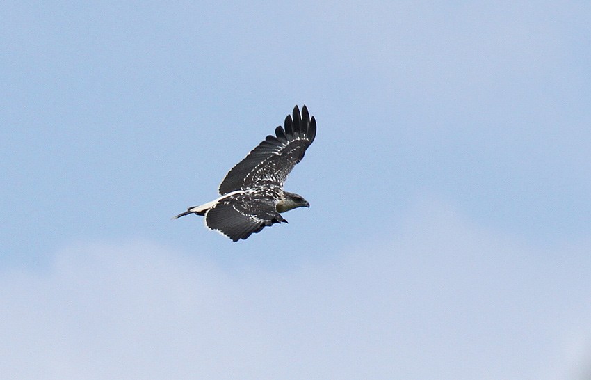 Gray-backed Hawk - Roger Ahlman