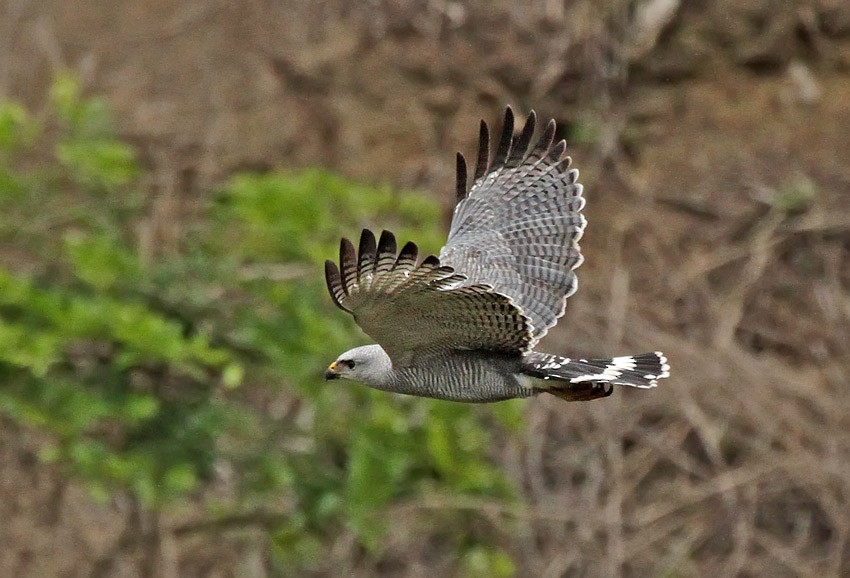 Gray-lined Hawk - ML205014191