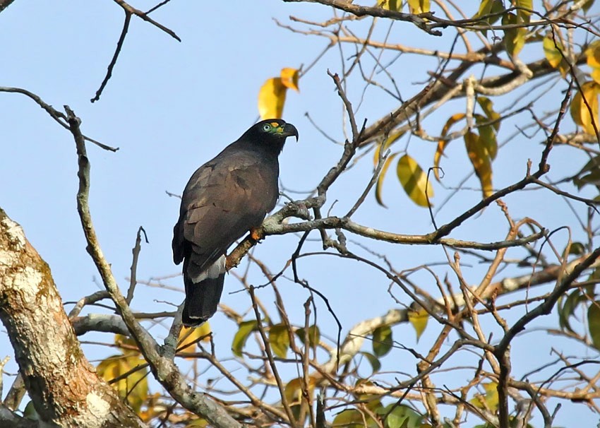 Hook-billed Kite (Hook-billed) - ML205014301