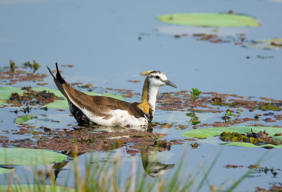 Pheasant-tailed Jacana - ML205014781