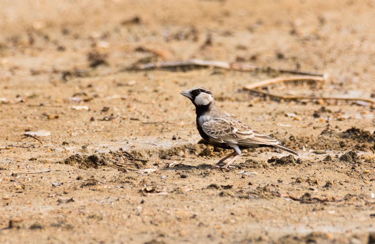 Ashy-crowned Sparrow-Lark - ML205014981